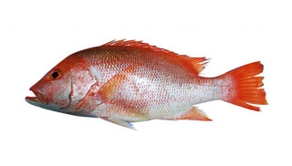 Red snapper